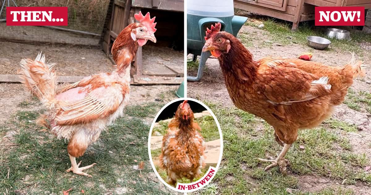 În loc să ajungă la abator, ele pot fi salvate și duse în gospodării, unde își pot continua viața într-un mediu mai apropiat de cel natural. Foto: Facebook British Hen Welfare Trust