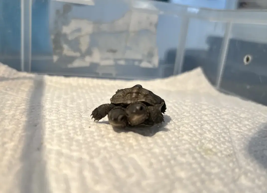 Țestoasă rară cu două capete, descoperită în Cape Cod. Foto: New England Wildlife Centers Staff
