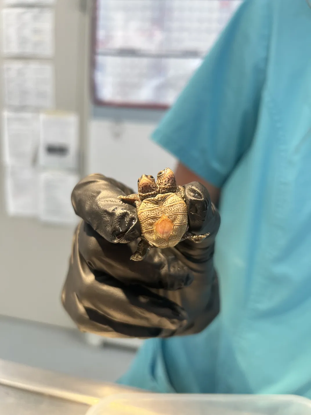 Puiul, care cântărește doar 5,2 grame, este un exemplar de țestoasă diamantată (Malaclemys terrapin). Foto: New England Wildlife Centers Staff