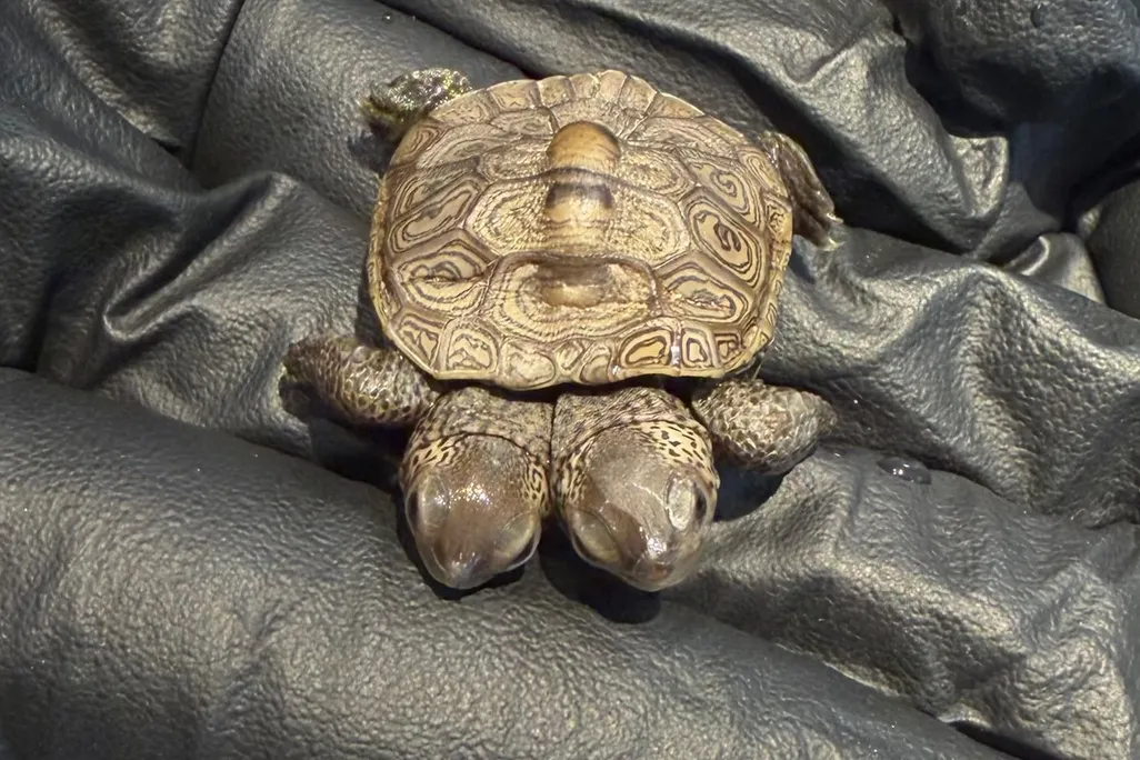Micul exemplar a ajuns la Cape Wildlife Center, din orașul Barnstable, Massachusetts, pe 17 septembrie. Foto: New England Wildlife Centers Staff
