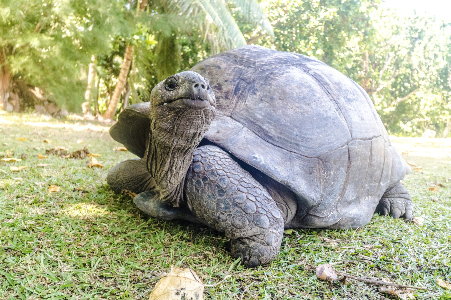 180.000 de țestoase gigantice în Seychelles. Ce au descoperit cercetătorii pe Aldabra. Foto: Magnific.com