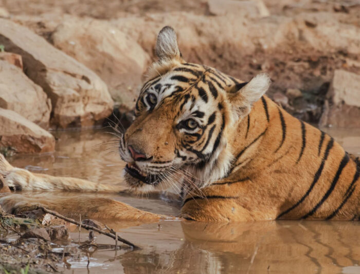 Un bărbat a murit, după ce a fost atacat de un tigru la o grădină zoologică din Marea Britanie! Ar fi intrat în țarcul animalului sălbatic