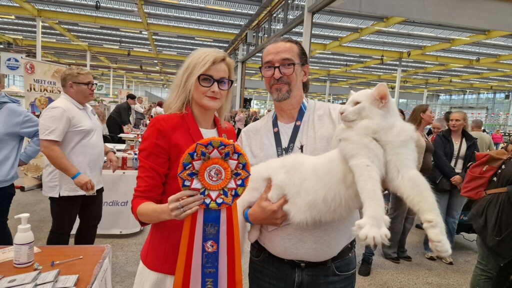 Trei pisici crescute în România au ajuns în finala Campionatului Mondial Felin de la Amsterdam. Foto: Facebook Aurelian Ionescu