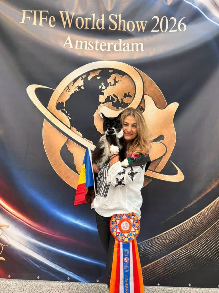 Al treilea finalist român este Arthur of Gina’s Dream*RO, un mascul junior din rasa Maine Coon, crescut tot de Gina Vlad. Foto: Facebook Adrian Alexandru Dragota