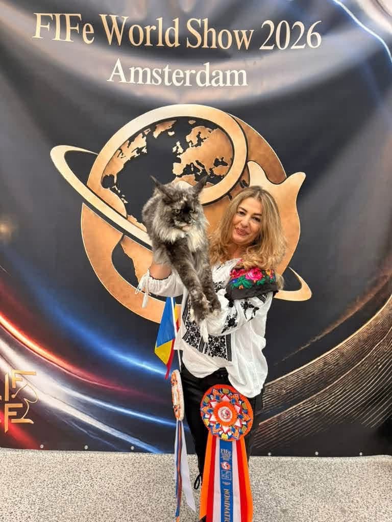 Lady Ana, unul dintre exemplarele românești cu prezențe constante la cel mai înalt nivel al competițiilor feline. Foto: Facebook Adrian Alexandru Dragota