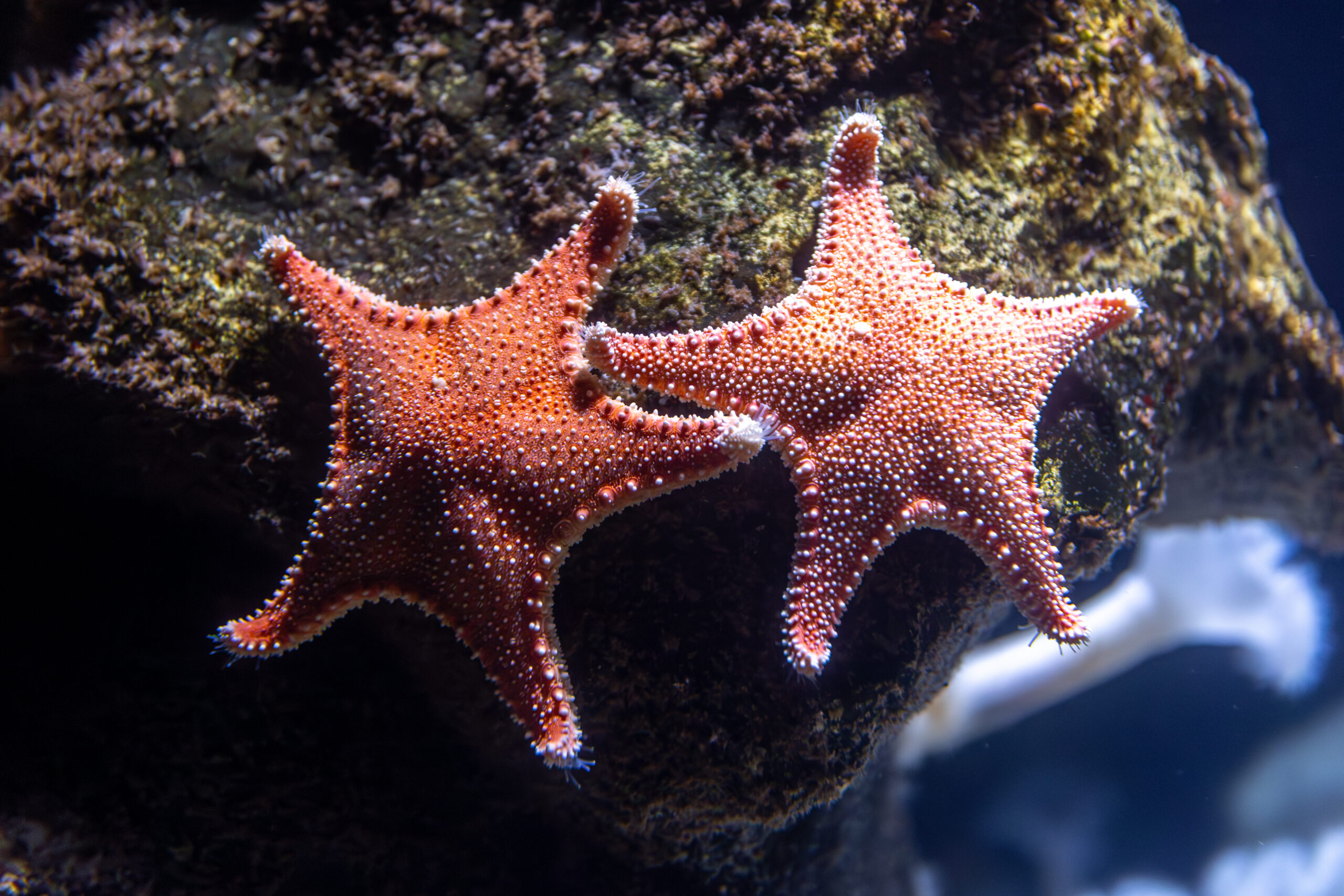 Căluți de mare ascunși în valize, detectați cu ajutorul AI. Noua armă împotriva traficului de animale