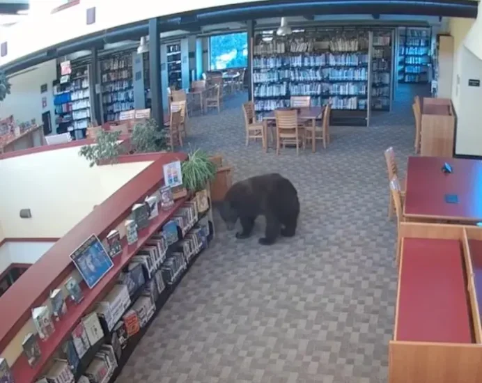 Un urs a intrat într-o bibliotecă din California înainte de deschidere. Gluma făcută de autorități a devenit virală VIDEO