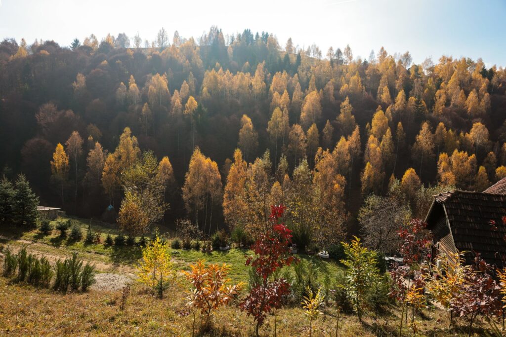 Zonele din România cu cei mai mulți urși. Ce recomandă Salvamont pentru turiștii care întâlnesc animale sălbatice în timpul drumețiilor EXCLUSIV