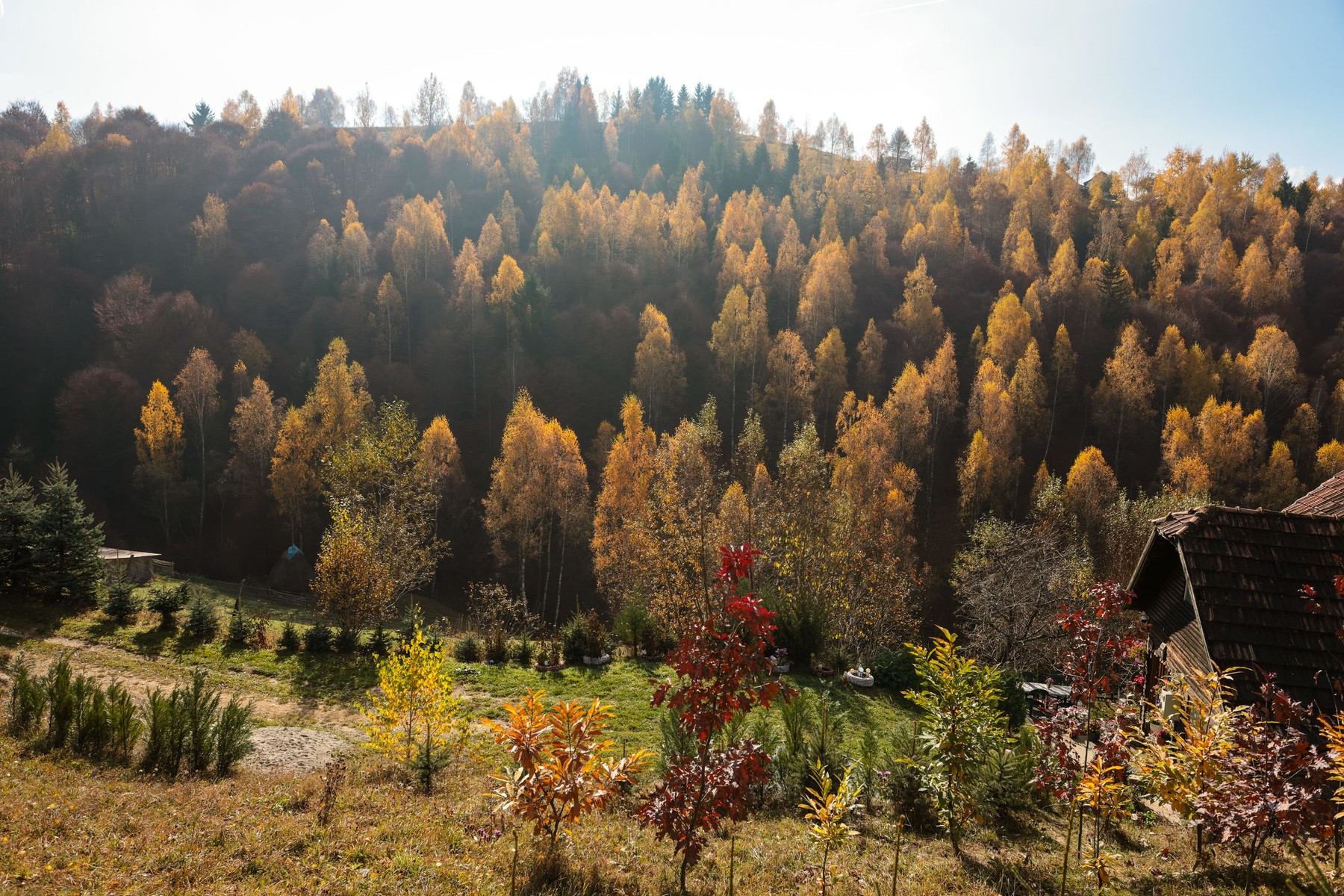 Întâlnirile cu urșii și viperele sunt printre riscurile de care turiștii trebuie să țină cont atunci când pornesc pe munte. Sursa foto: Stock Budget / Profimedia