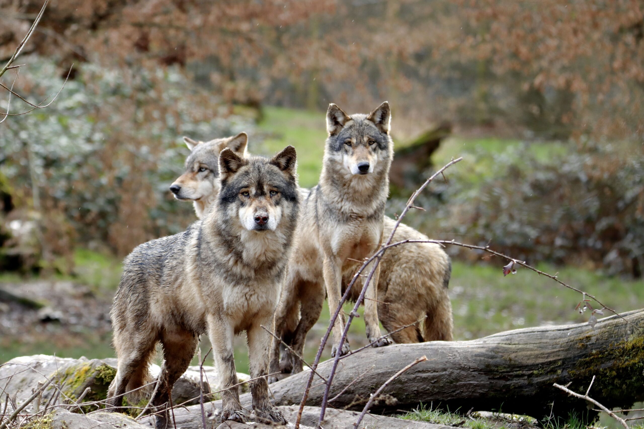 Cum poți obține despăgubiri dacă animalele sălbatice provoacă pagube. Foto: pexels.com