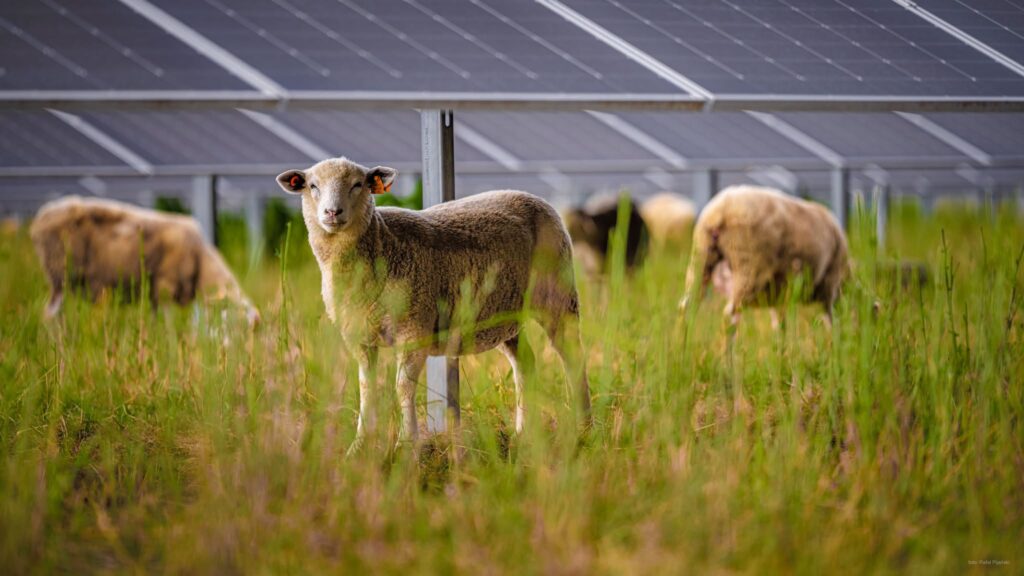 Volkswagen a angajat 100 de oi la o fermă solară din Polonia. Foto: Facebook