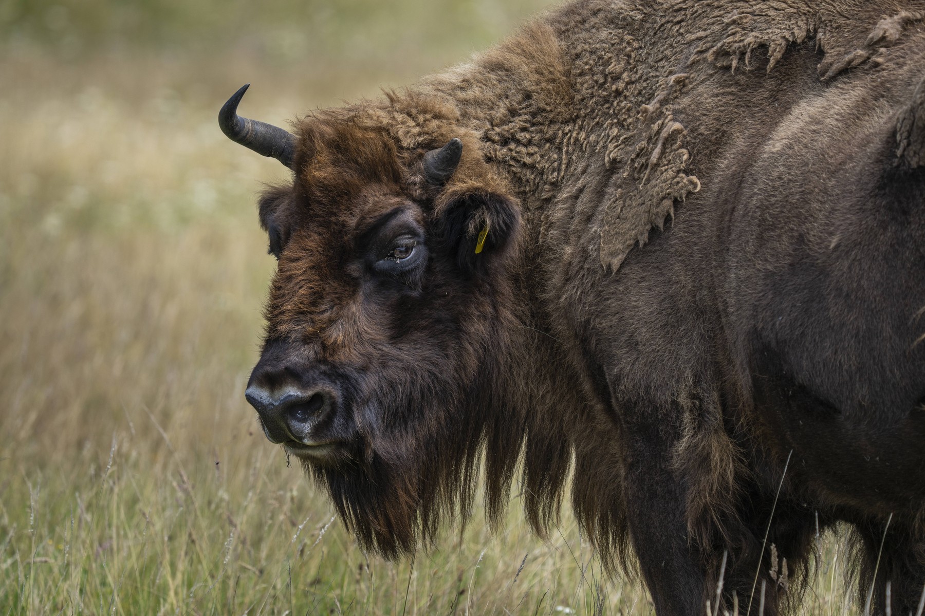 Zimbrul, specie strict protejată, găsit mort și decapitat la Bistrița-Năsăud. Ce spune un specialist despre suspiciunea de braconaj. Imagine reperezentativă. Sursa foto: Volker Hohlfeld / imago stock&people / Profimedia