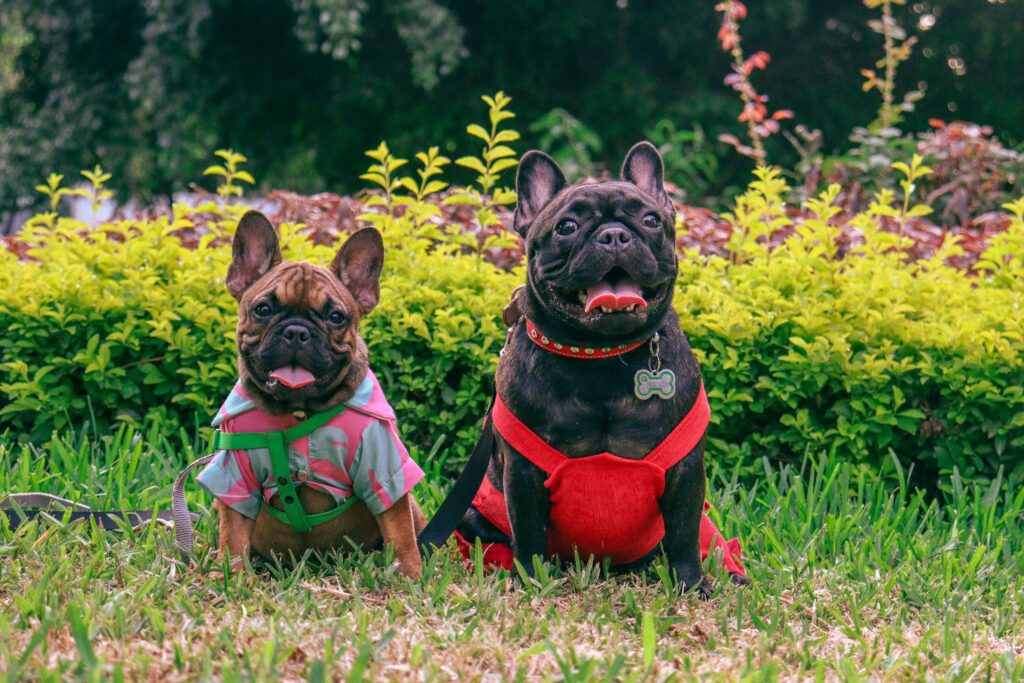 Ziua Mondială a Animalelor, sărbătorită în Parcul Herăstrău. Foto: pexels.com