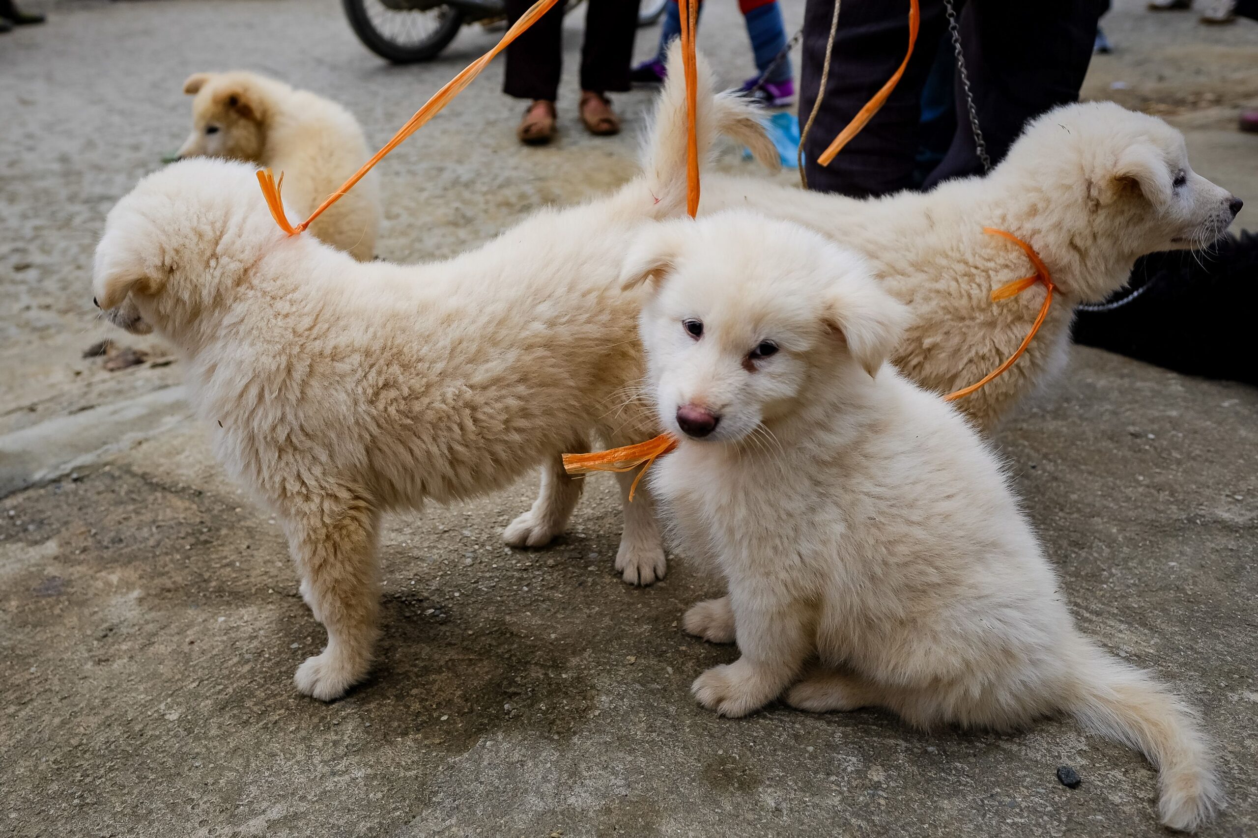 Una dintre principalele atracții ale evenimentului va fi zona dedicată adopțiilor. Foto: pexels.com