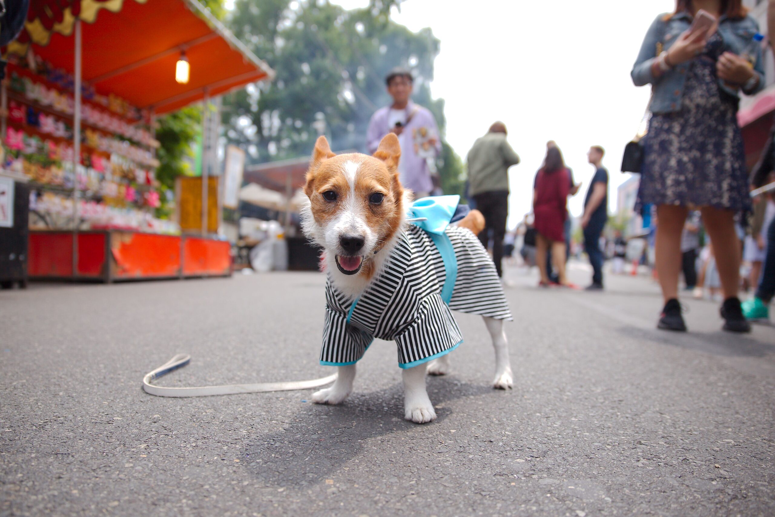 Și Protecția Animalelor CJ Ilfov va participa cu animale din Centrul de Adopții Ilfov. Foto: pexels.com